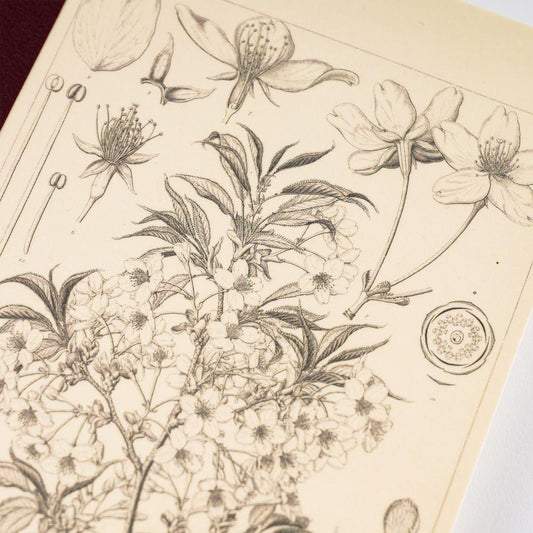 Carnet de notes | Hobonichi x Tomitaro Makino | Yamazakura – A5 & A6