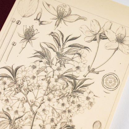 Carnet de notes | Hobonichi x Tomitaro Makino | Yamazakura – A5 & A6 - Hobonichi Techo - A5 - millenotes